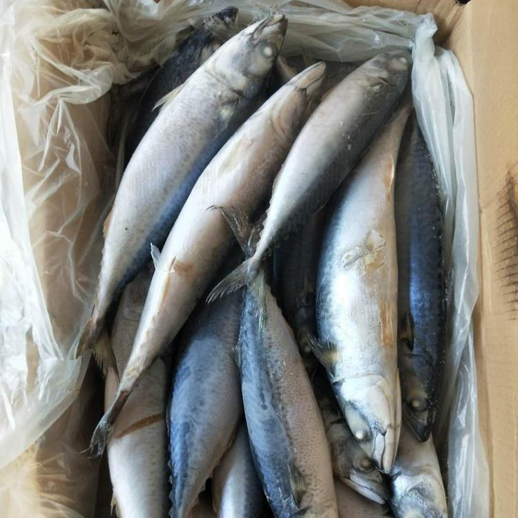 frozen fish food for sale