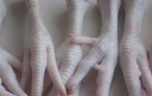 frozen chicken feet - product's photo