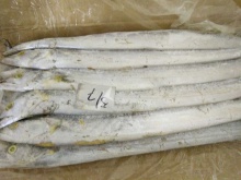 frozen whole ribbon fish - product's photo