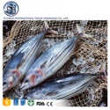 bqf frozen seafood skipjack - product's photo