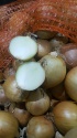 fresh yellow onions from kazachstan 2019 - product's photo