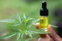 bulk distillate cbd oil - product's photo