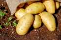 potato for sale  - product's photo