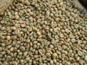 robusta coffee beans / polished robusta green coffee beans - product's photo