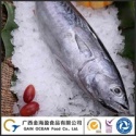 wild caught bonito frozen - product's photo