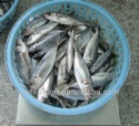 frozen horse mackerel fish - product's photo