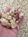 candle nut - product's photo