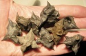 water caltrop (trapa natans) - product's photo